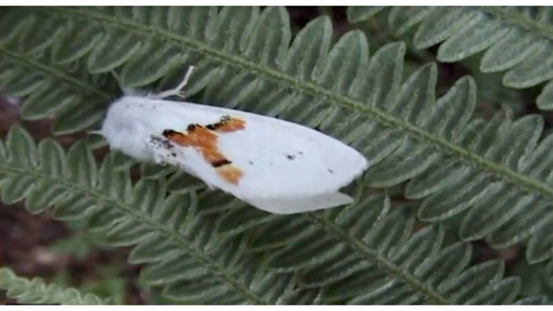 ‘Extinct’ white moth found throughout Kerry woodland ‘Extinct’ white moth found throughout Kerry woodland