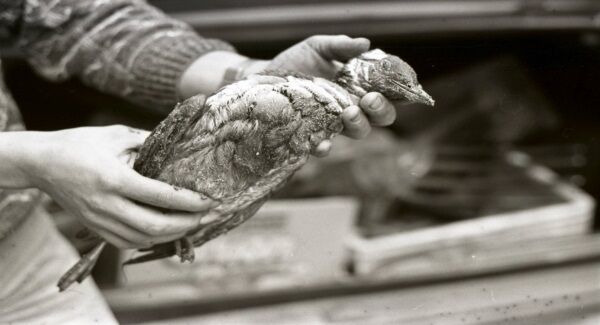 Oil covered bird in West Cork after the break-up of the ill-fated Kowloon Bridge, which was nearly 1,000 feet in length, at the Stags Rock in 1986. Oil covered bird in West Cork after the break-up of the ill-fated Kowloon Bridge, which was nearly 1,000 feet in length, at the Stags Rock in 1986.