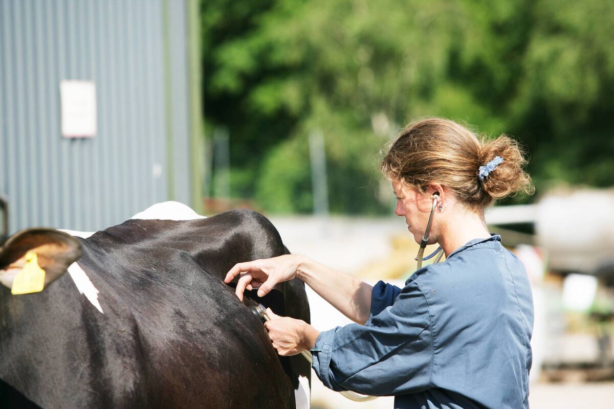 The largest cost to farmers is the cost of labour to facilitate a TB test. File photo The largest cost to farmers is the cost of labour to facilitate a TB test. File photo