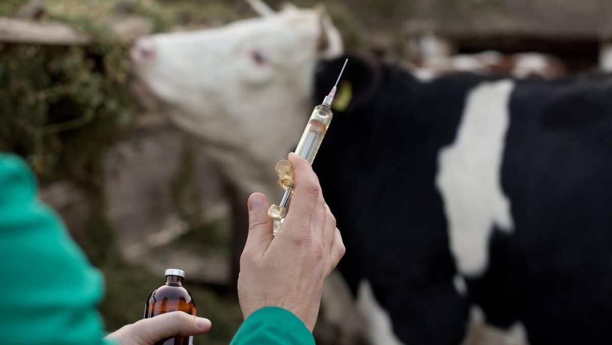 Current vaccines on the market would skew the tests Ireland currently relies on to identify infected animals. File photo Current vaccines on the market would skew the tests Ireland currently relies on to identify infected animals. File photo