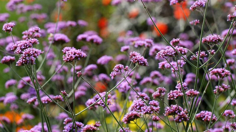 Peter Dowdall: Here's what to do in your garden in September Peter Dowdall: Here's what to do in your garden in September